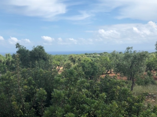 (Cod. Immobile: ve-ter-1038) - Tipologia: Terreno a Carovigno (Brindisi) Puglia